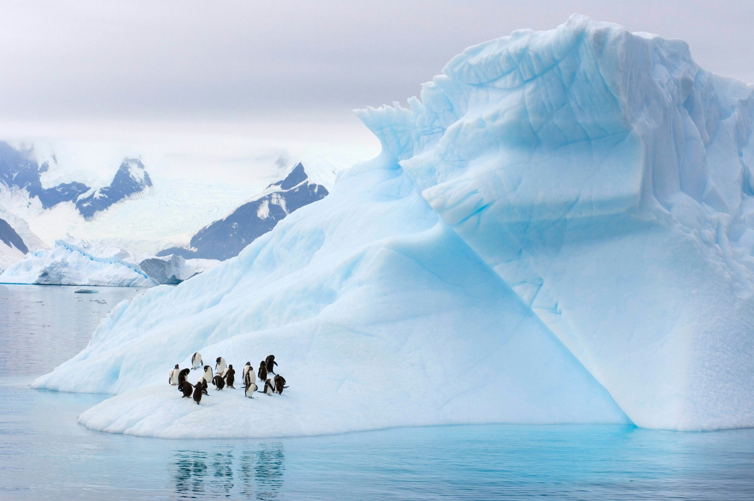 Gentoo Penguins and Chinstrap Penguins on an iceberg in Antarctica,